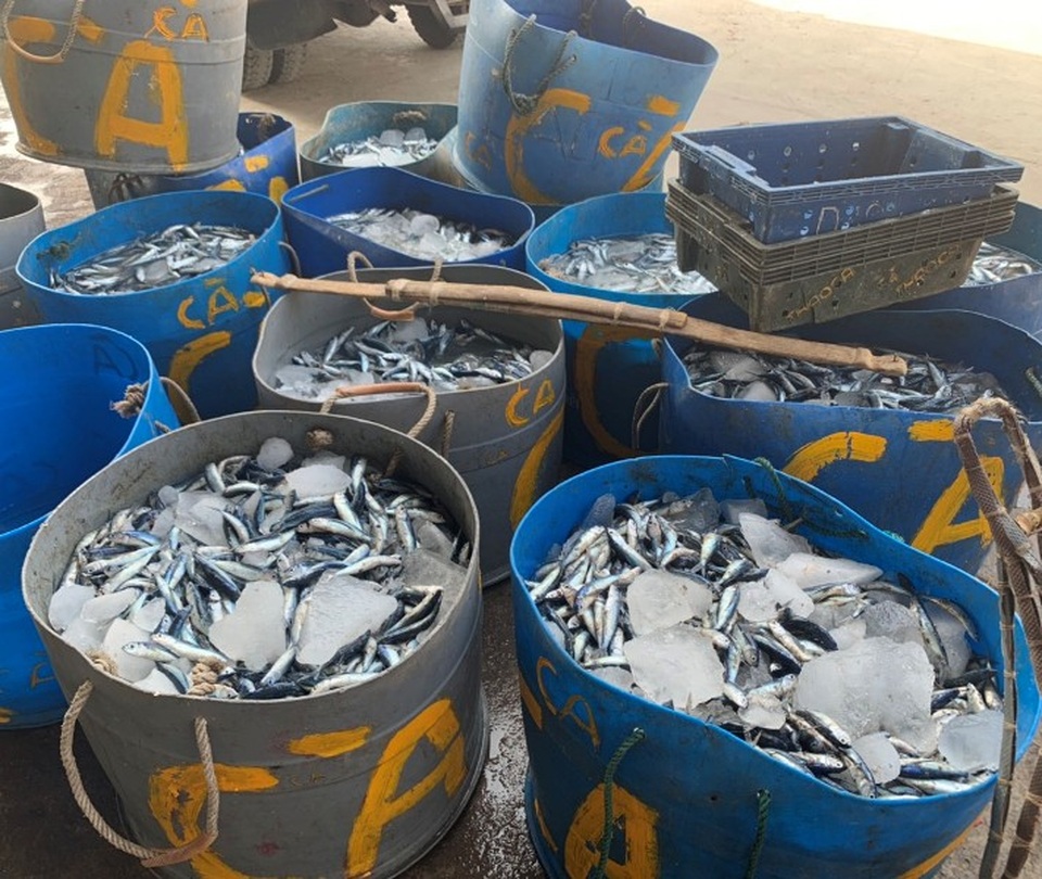 Bẫy tôm hùm biển, ngư dân kiếm chục triệu sau 2 đêm ra khơi - 4