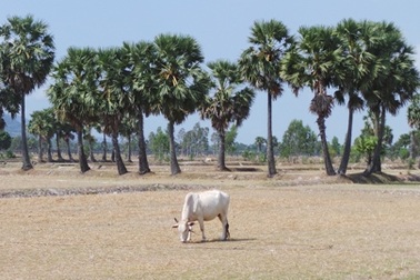 “Khát” nước trong mùa khô nóng đỉnh điểm