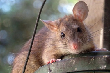 Cảnh báo loài động vật có thể gây ra đại dịch tiếp theo