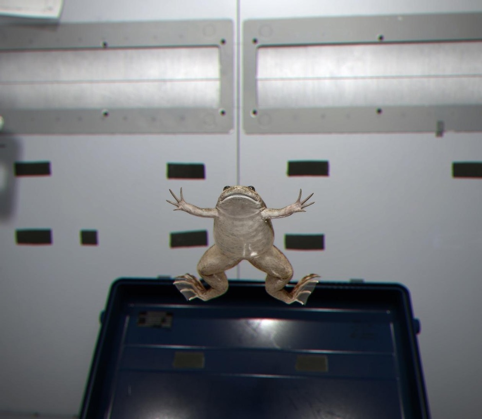 Amazing experiment that makes frogs fly - 1 Thí nghiệm gây kinh ngạc vì làm cho loài ếch có thể bay - 1