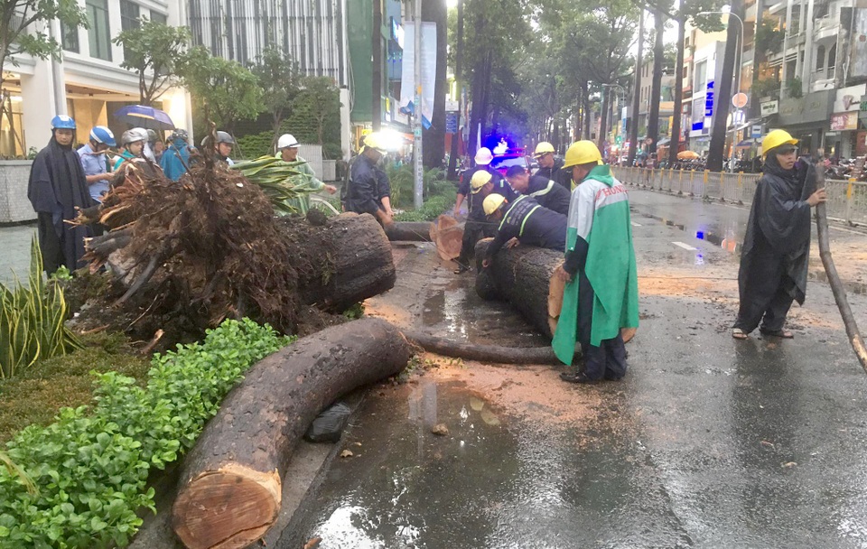 Cây cổ thụ cao hàng chục mét đổ đè người đàn ông trên phố Sài Gòn - 2 Cây cổ thụ cao hàng chục mét đổ đè người đàn ông trên phố Sài Gòn - 2