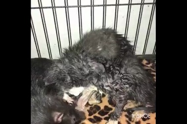 Video chuột khổng lồ chuyên chăm sóc mèo ở Mỹ