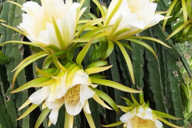 Ngỡ ngàng khoảnh khắc vườn thanh long bung nụ trắng hồng tuyệt đẹp