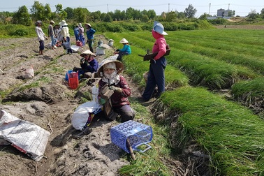 Khánh Hòa: Người trồng kiệu hối hả xuống đồng thu hoạch vụ Tết