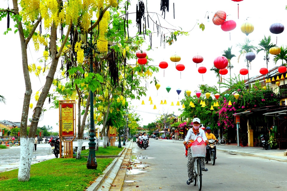 Rực rỡ sắc hoa muồng hoàng yến ở phố cổ Hội An - 1 Rực rỡ sắc hoa muồng hoàng yến ở phố cổ Hội An - 1