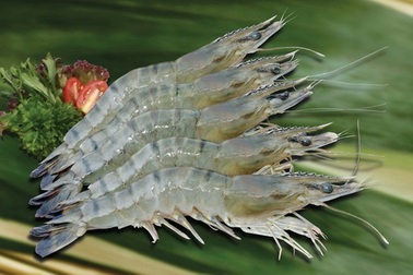 Xuống Quảng Ninh thử ăn... tôm sống