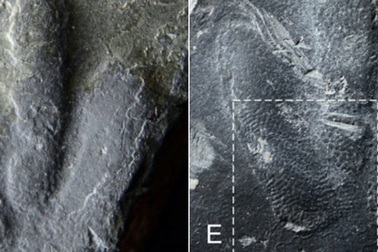 Tìm thấy dấu chân khủng long được bảo tồn hoàn hảo cực hiếm