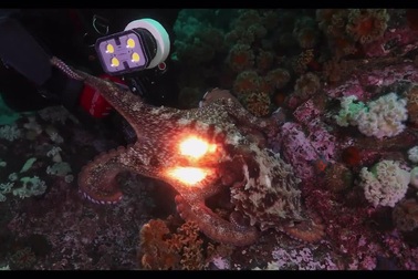 Xem cảnh bạch tuộc "nẫng tay trên" máy quay của thợ lặn