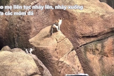 Mèo mẹ kiên nhẫn dạy con tập nhảy