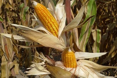 Thực phẩm biến đổi gen có ảnh hưởng đến sức khỏe, môi trường?