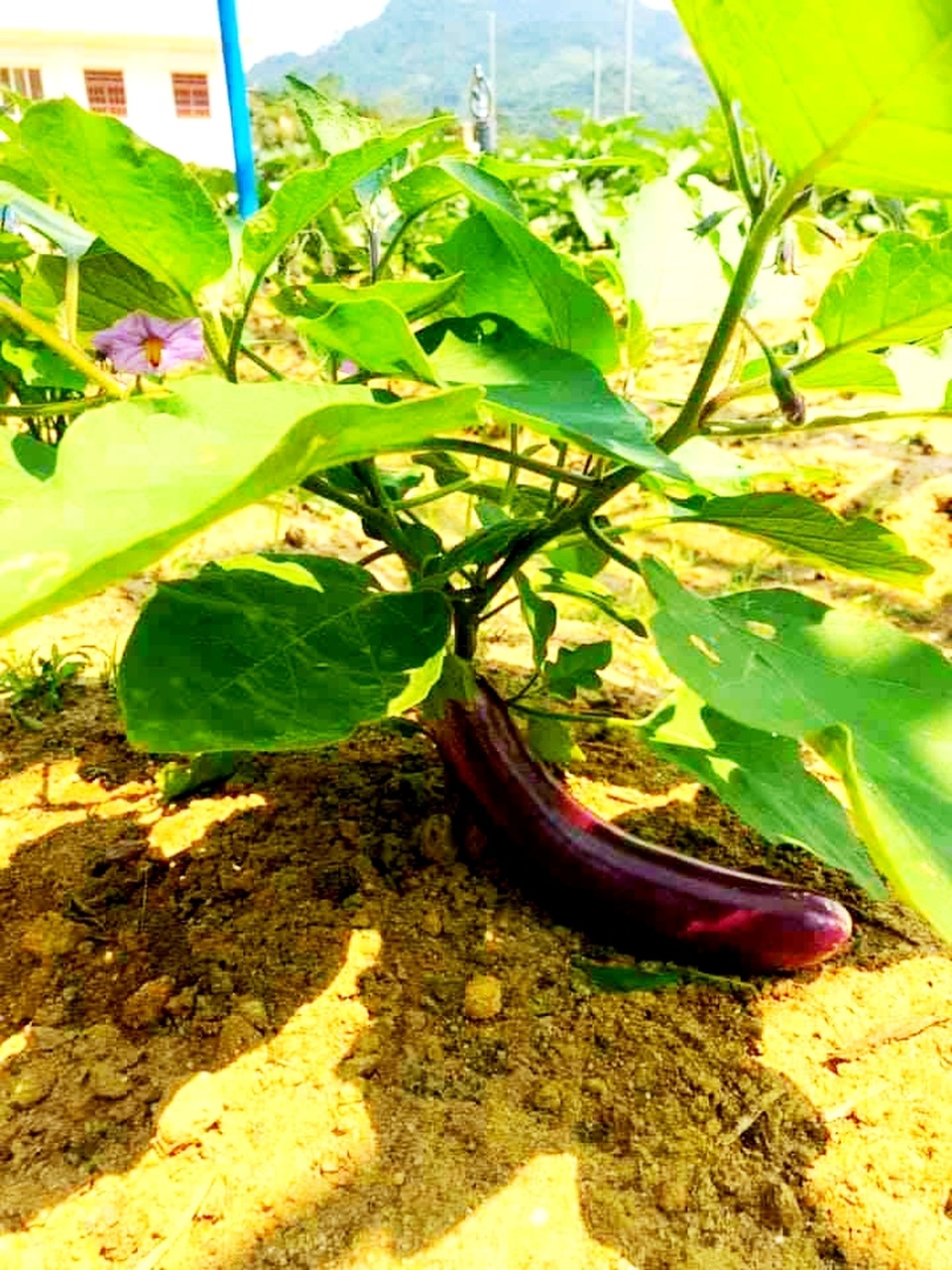 “Giải cứu” vườn rau, quả cho trường vùng cao trong mùa dịch Covid-19 - 2 “Giải cứu” vườn rau, quả cho trường vùng cao trong mùa dịch Covid-19 - 2