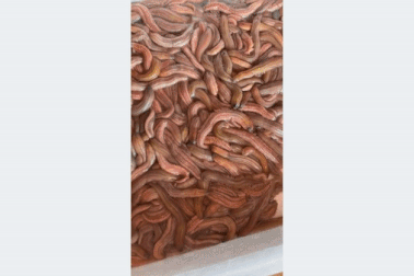 Báo nước ngoài: "Chả rươi Việt không dành cho người dễ buồn nôn"