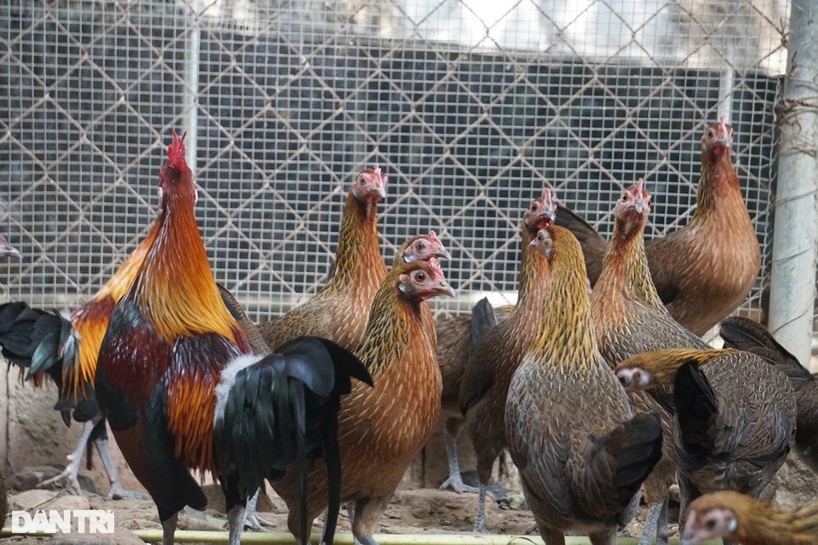 Vài triệu đồng/cặp, người làm nghề nuôi gà rừng lo không đủ hàng bán Tết - 5 Vài triệu đồng/cặp, người làm nghề nuôi gà rừng lo không đủ hàng bán Tết - 5