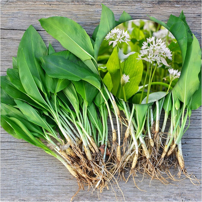 9 loài thực vật luôn khiến con người nhầm lẫn tai hại: Loại thì ăn được, loại lại có độc và cần né xa - Ảnh 6. 9 loài thực vật luôn khiến con người nhầm lẫn tai hại: Loại thì ăn được, loại lại có độc và cần né xa - Ảnh 6.