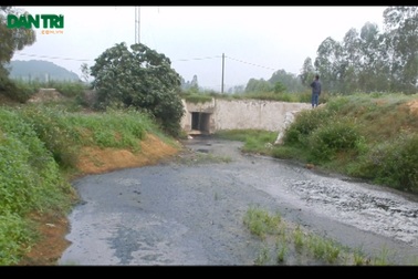 Người dân khốn đốn vì trại bò ngang nhiên xả chất thải ra môi trường