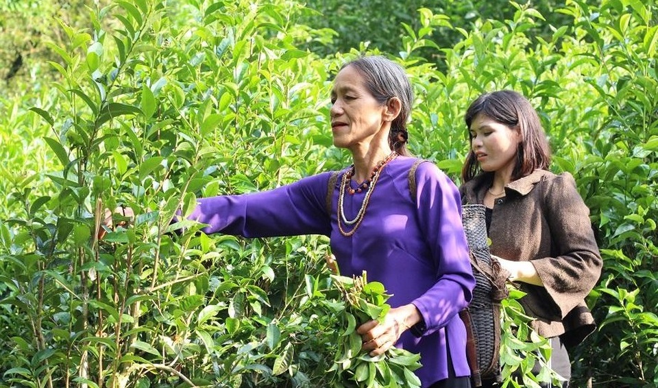 Điểm sáng giảm nghèo khu vực miền núi ở Quảng Ngãi - 1 Điểm sáng giảm nghèo khu vực miền núi ở Quảng Ngãi - 1