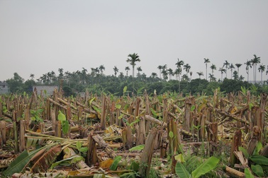 Hàng nghìn cây chuối bị chém gục trong đêm