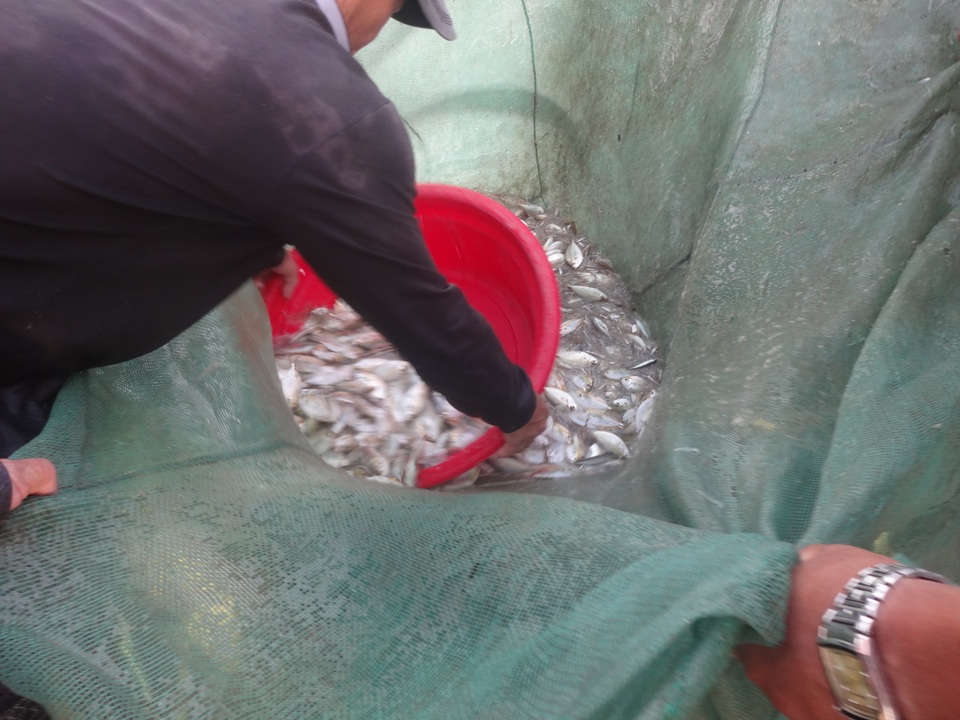 Những “mẻ lưới niềm vui” của ngư dân Đà Nẵng sau nới lỏng giãn cách xã hội - 4 Những “mẻ lưới niềm vui” của ngư dân Đà Nẵng sau nới lỏng giãn cách xã hội - 4