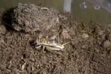 Video nhện “tàng hình”, đớp mồi đi ngang qua nhanh như chớp