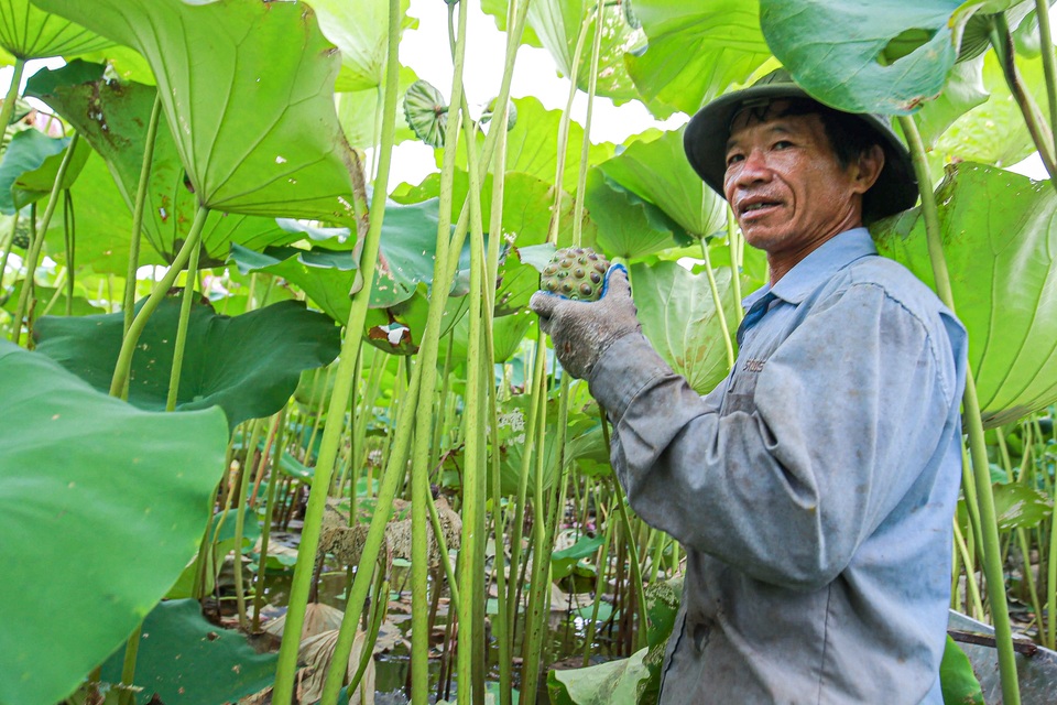 Lội bùn hái sen 2 tháng, nông dân kiếm hàng trăm triệu đồng - 6 Lội bùn hái sen 2 tháng, nông dân kiếm hàng trăm triệu đồng - 6