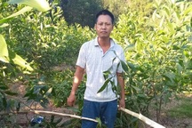 Hàng nghìn gốc keo bị kẻ xấu chặt phá trong đêm