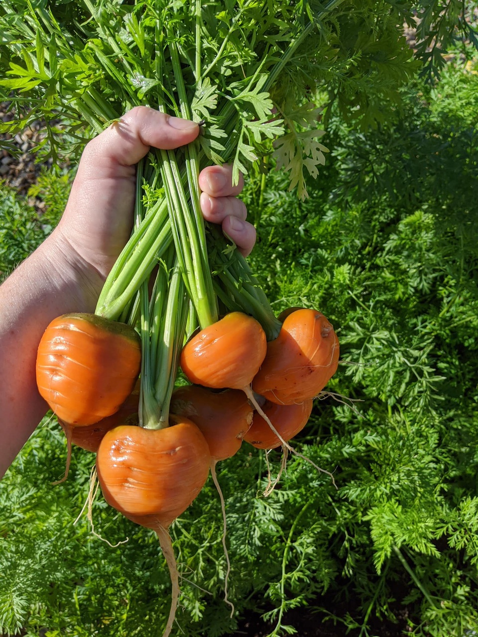 Thích mê khu vườn nhỏ đủ loại cây trái của cặp đôi yêu nhau 16 năm - 12