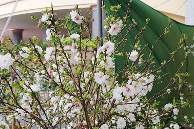 Nhất chi mai khoe sắc tinh khiết, chào giá 30 triệu đồng