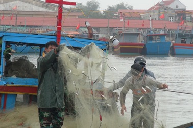 Ngư dân Quảng Bình trúng đậm cá trích ngày mở biển