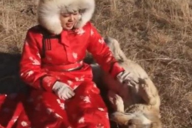 Cô gái 20 tuổi làm nghề nuôi dạy chó sói