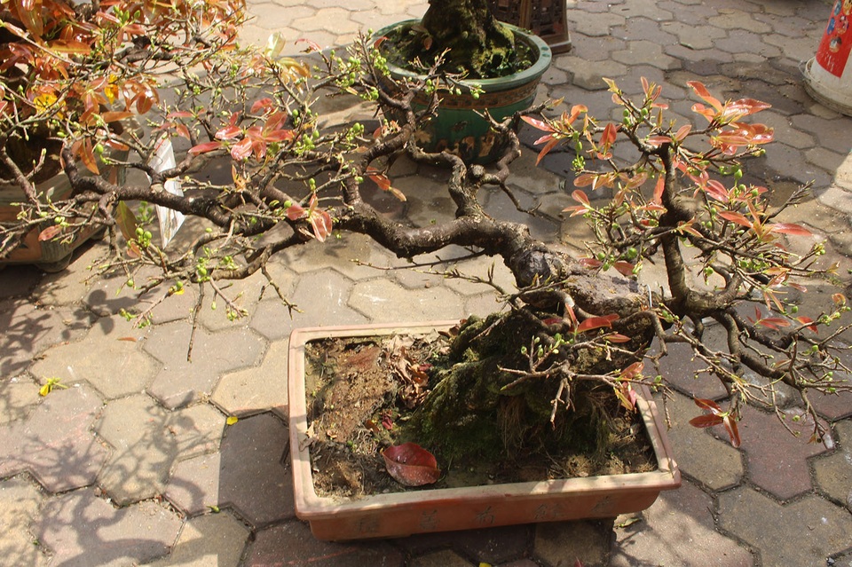 Mai vàng ồ ạt xuống phố, giá nhỉnh hơn so với năm ngoái - 5 Mai vàng ồ ạt xuống phố, giá nhỉnh hơn so với năm ngoái - 5