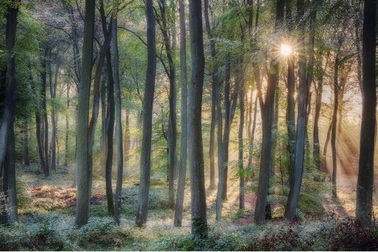 Thực vật đang chống lại biến đổi khí hậu như thế nào?