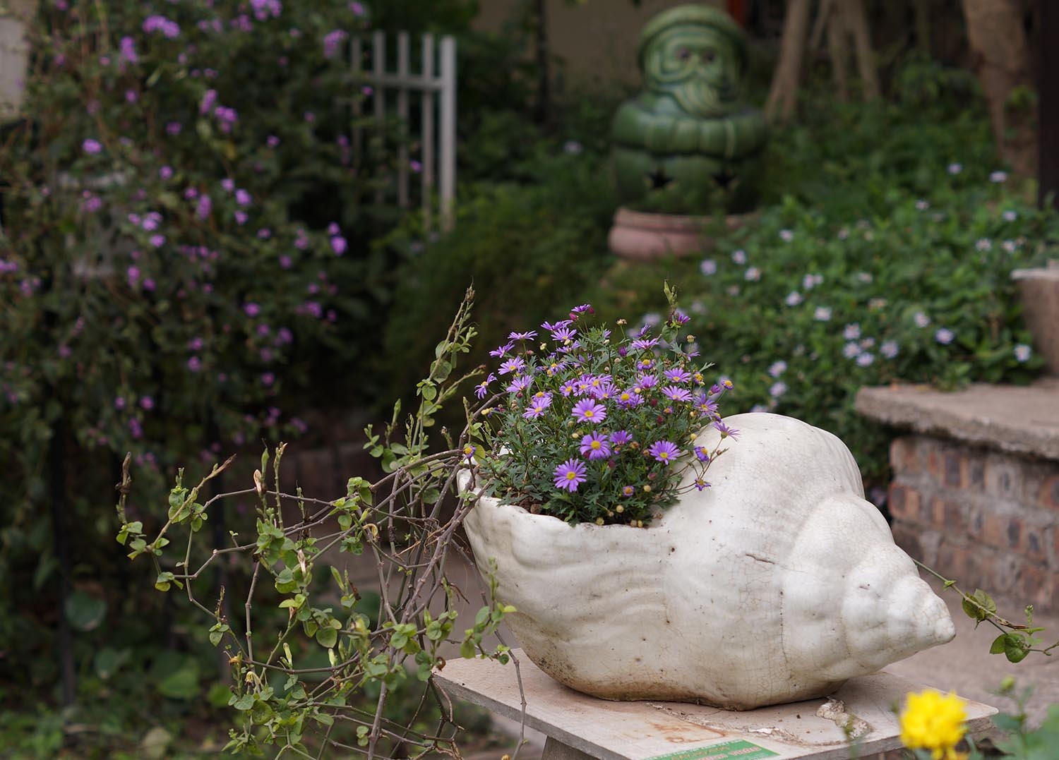 Mãn nhãn với vườn cúc cổ, đẹp mê hồn giữa lòng Hà Nội - 10