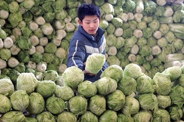 Việt Nam truy tìm cải thảo Trung Quốc phun thuốc ướp xác