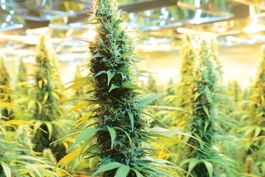 Khám phá những loài thực vật có khả năng điều khiển trí não con người (P2)