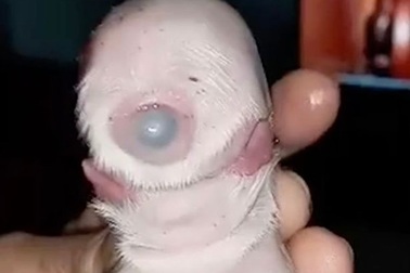 Chó đột biến 1 mắt 2 lưỡi gây xôn xao dân mạng