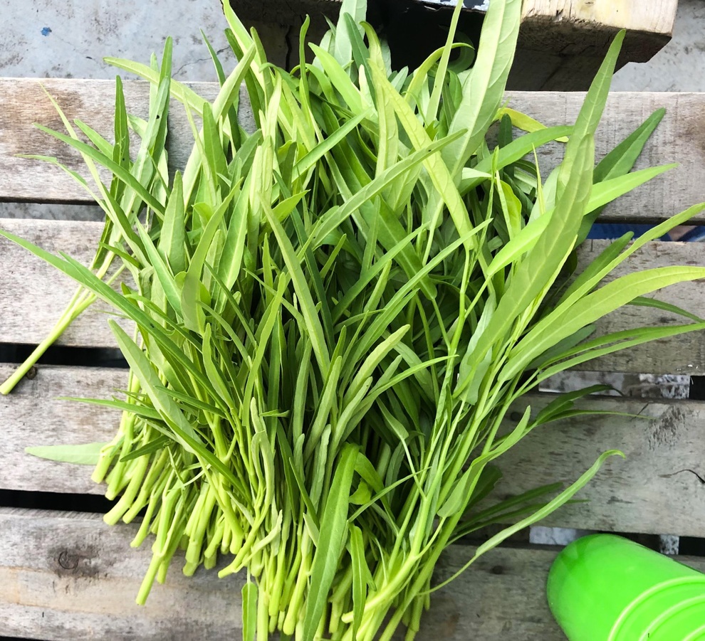 Xóm trọ rủ nhau dùng cốc nhựa, thùng xốp làm khu vườn xinh xắn ở Hà Nội - 6 Xóm trọ rủ nhau dùng cốc nhựa, thùng xốp làm khu vườn xinh xắn ở Hà Nội - 6