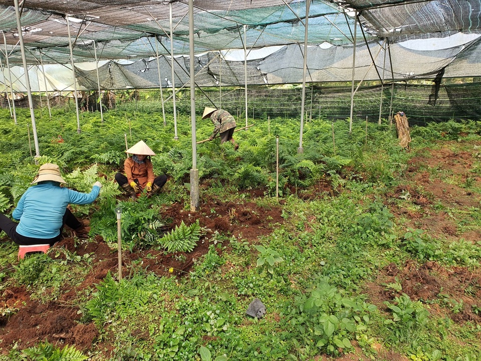Thu trăm triệu mỗi tháng từ vườn dương xỉ có một không hai ở Đắk Nông - 4 Thu trăm triệu mỗi tháng từ vườn dương xỉ có một không hai ở Đắk Nông - 4