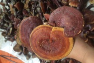 Nấm lim xanh chục triệu đồng/kg, nhà giàu muốn mua phải đợi cả tháng