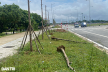 Hàng loạt cây chết khô trong dự án khu đô thị xanh ở Huế