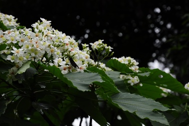 Tháng tư trắng trời hoa trẩu