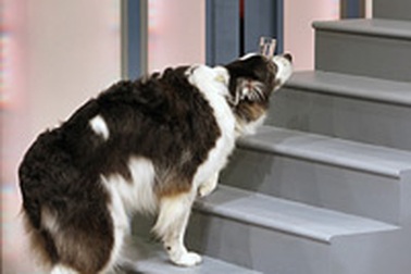 Những màn trình diễn kỷ lục trong năm mới