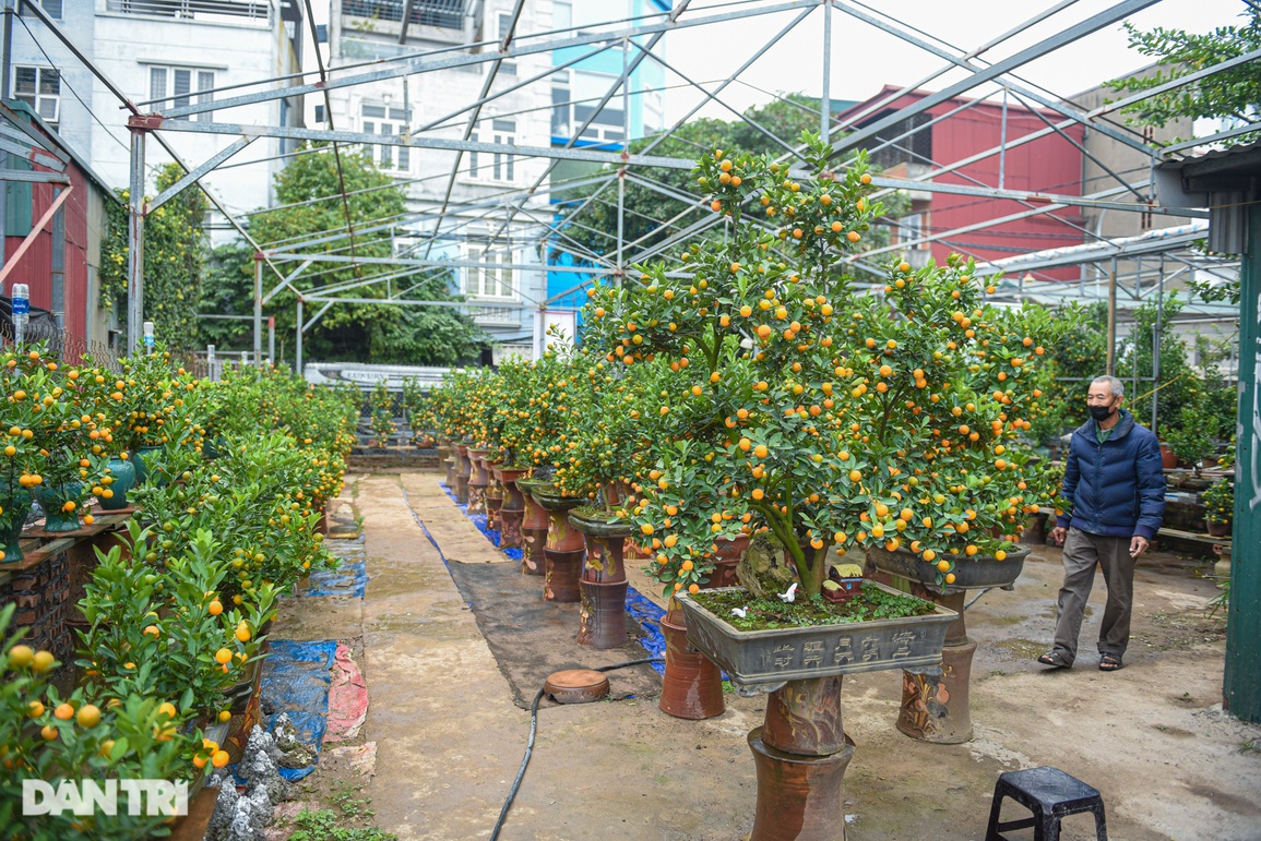 Đột nhập vườn quất bonsai hơn 1.000 cây ở Tứ Liên, Hà Nội - 1 Đột nhập vườn quất bonsai hơn 1.000 cây ở Tứ Liên, Hà Nội - 1