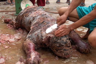 Làng nấu cao hổ và những mánh khóe nghề