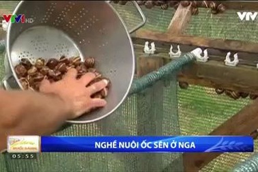Làm giàu nhờ nghề nuôi ốc sên ở Nga