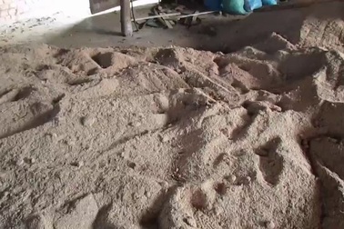 Trồng nấm sạch, thu tiền tỷ mỗi năm