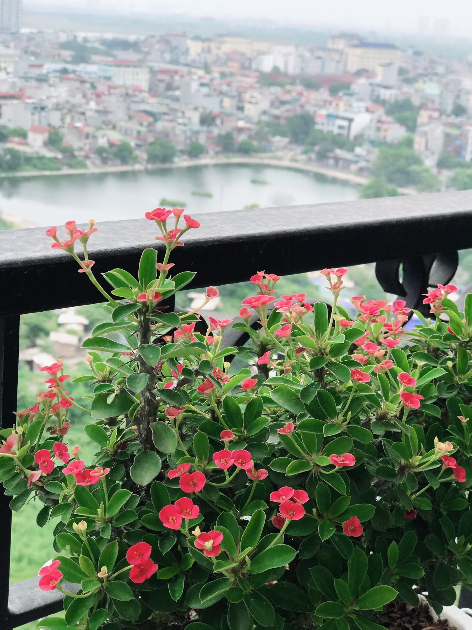 Ngắm căn hộ 3 ban công với nội thất tự thiết kế siêu thoáng, nhìn là mê - 6 Ngắm căn hộ 3 ban công với nội thất tự thiết kế siêu thoáng, nhìn là mê - 6