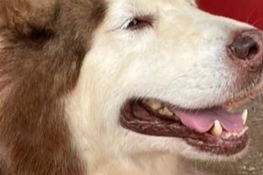 Người đàn ông bị chó cắn mất toàn bộ cánh mũi