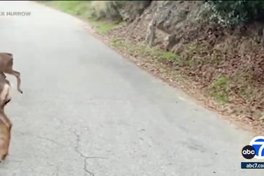 Mỹ tính bắn diệt 2.000 con hươu phá hoại để cứu lấy hòn đảo