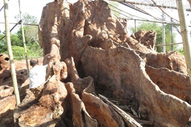 Chiêm ngưỡng bộ rễ cây “cổ phật” 30 tấn ở Sóc Trăng