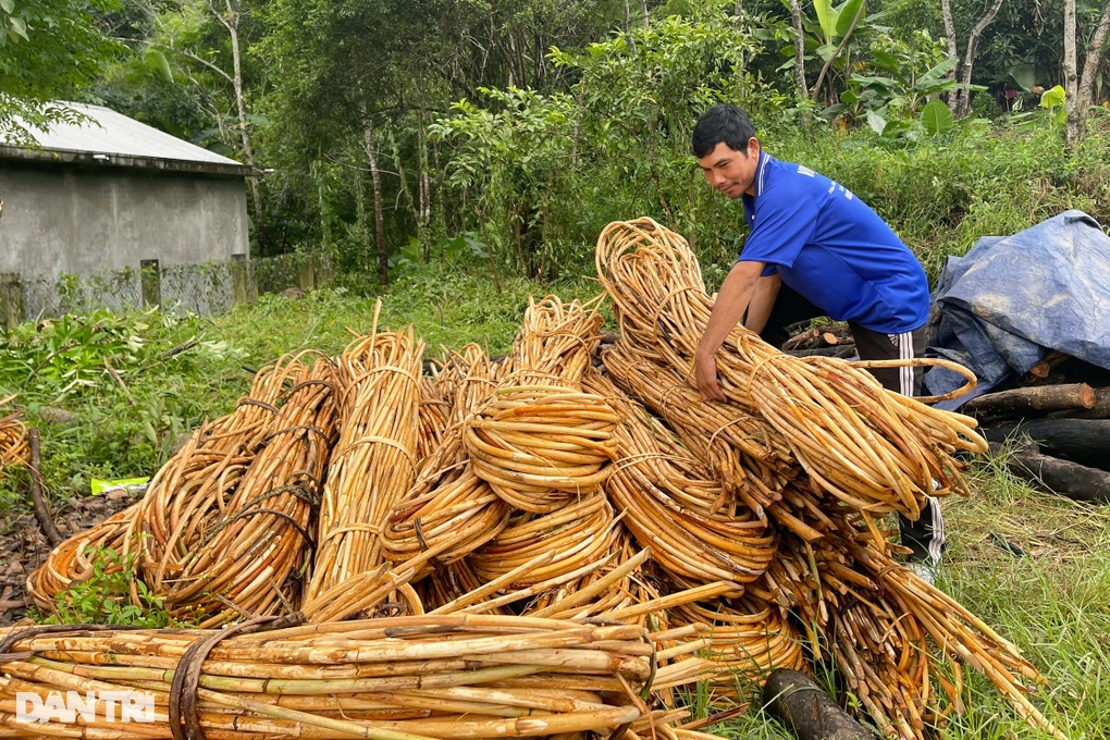 People in the highlands earn hundreds of millions of dong from trees growing wild in the forest - 2